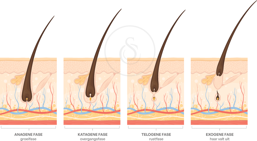 hoe snel groeien haren haarcyclus